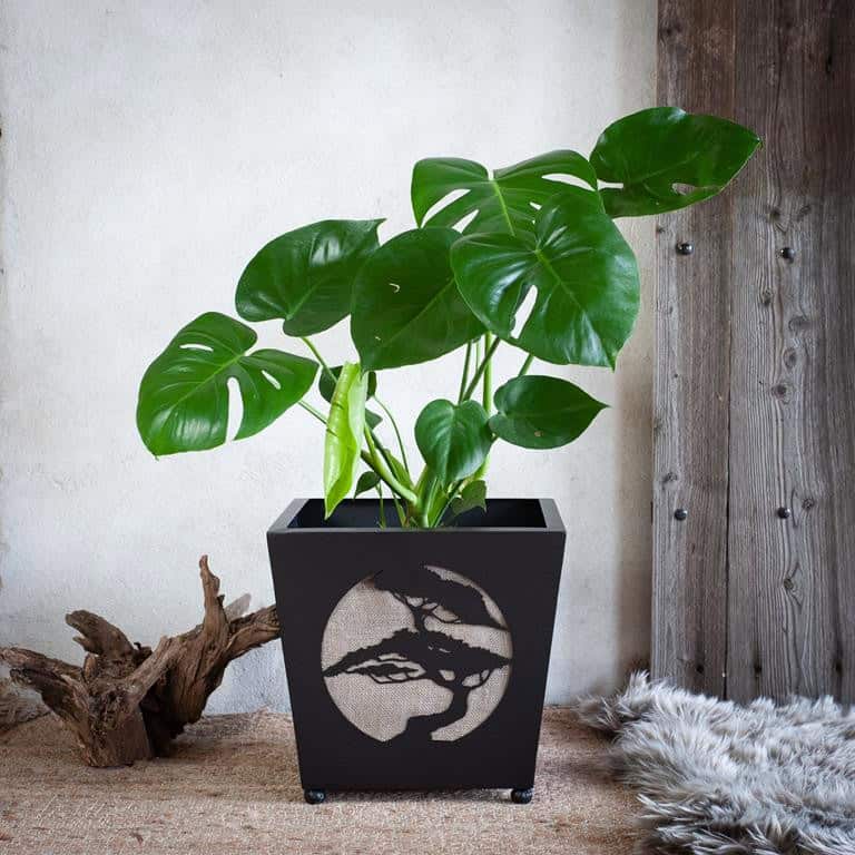 Duża Czarna Donica Bonsai w Stylu Rustykalnym - Elegancka Doniczka na Drzewko Bonsai - zdjęcie 4 - Kapaga