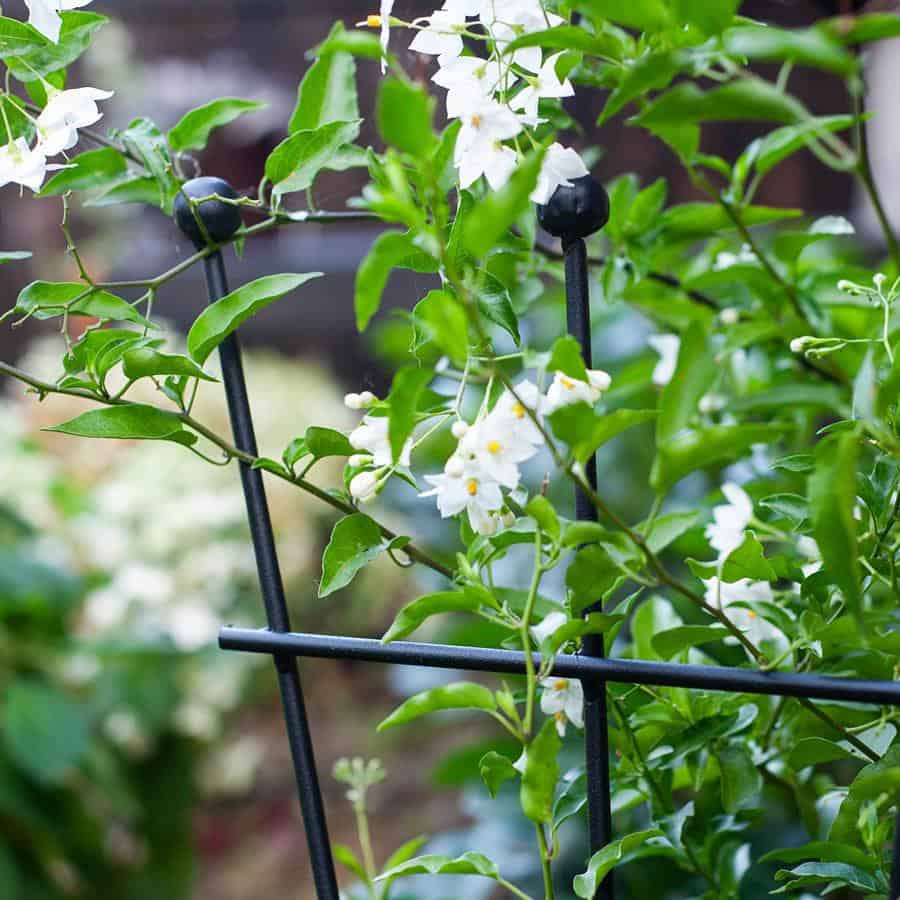 Metalowa podpora kratka 60 cm idealna dla pnączy kwiatów hortensji pomidorów - zdjęcie 6 - Kapaga