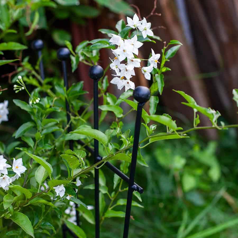 Metalowa podpora kratka 60 cm idealna dla pnączy kwiatów hortensji pomidorów - zdjęcie 3 - Kapaga