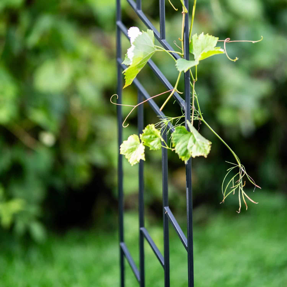 Pergola Ogrodowa Krata 200 cm - Metalowa Podpora do Pnączy i Krzewów - zdjęcie 12 - Kapaga