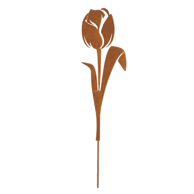Stalowy tulipan – Bukiet kwiatów i trawy ozdobne wieloletnie, efekt Corten 25 cm x 70 cm