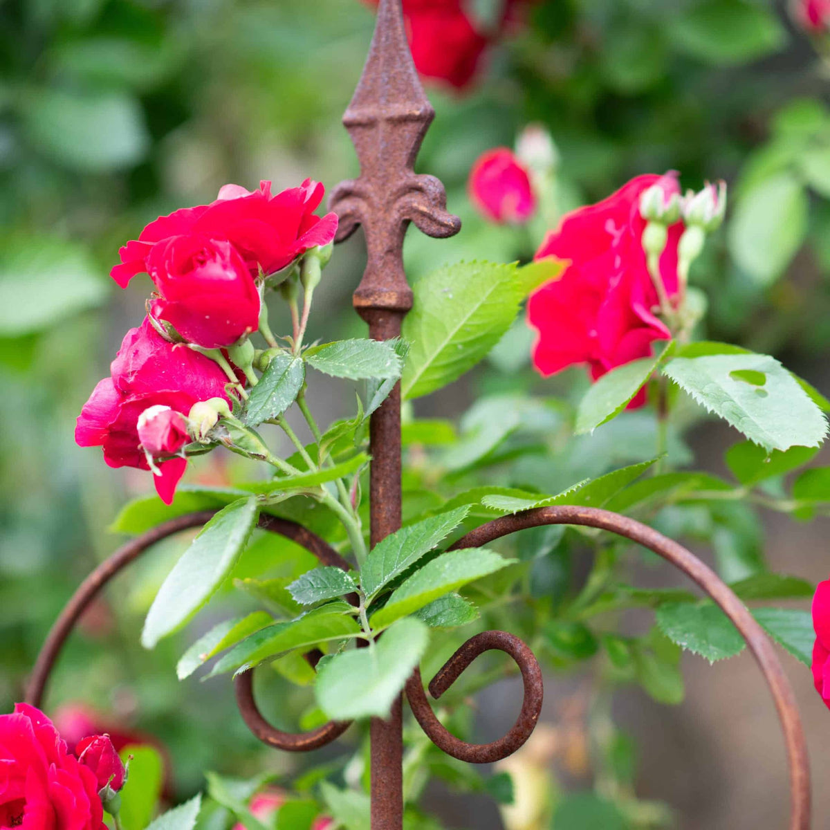 Rustykalna Pergola Ogrodowa 150 cm - Idealna dla Pnączy, Róż i Kwiatów - zdjęcie 5 - Kapaga