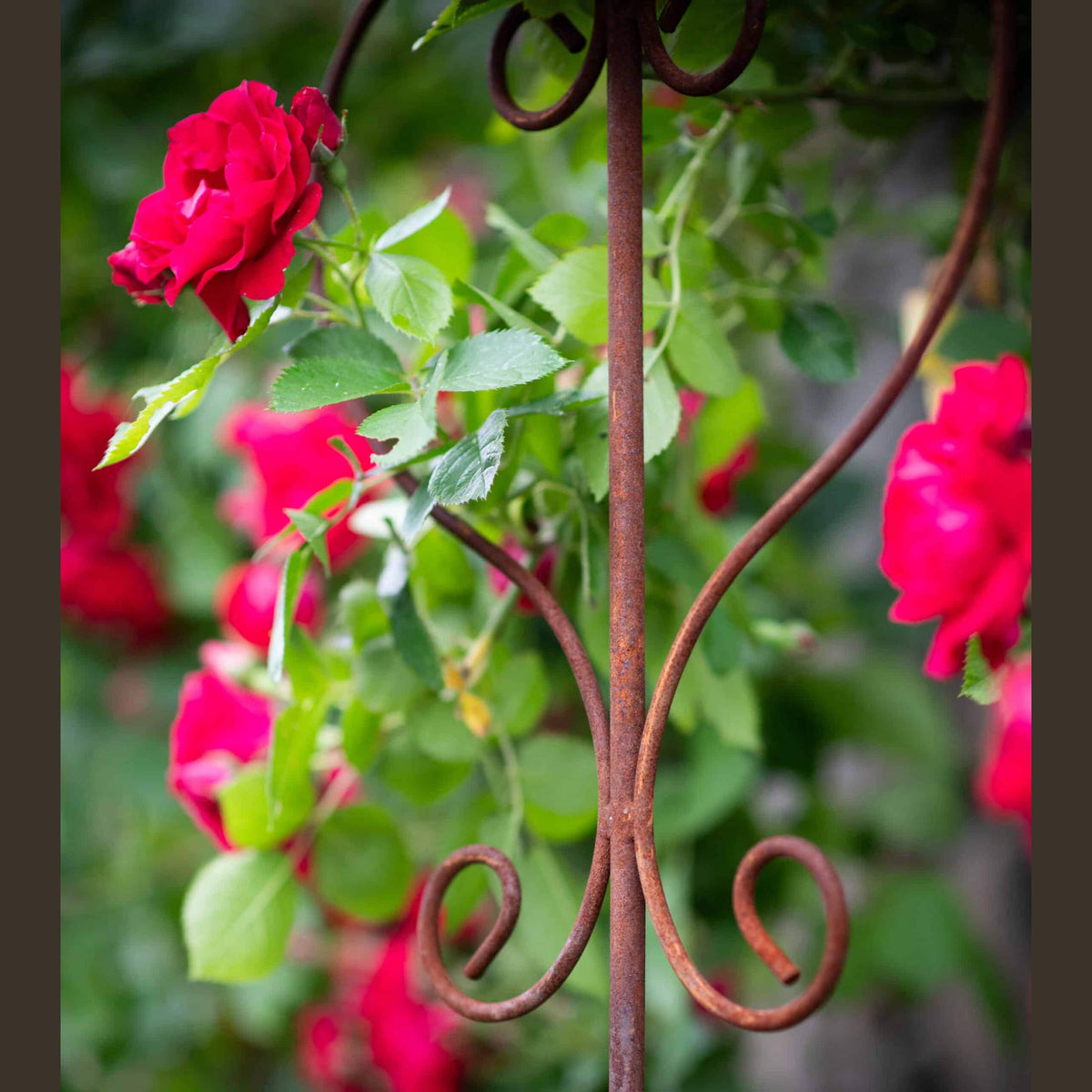 Rustykalna Pergola Ogrodowa 150 cm - Idealna dla Pnączy, Róż i Kwiatów - zdjęcie 6 - Kapaga